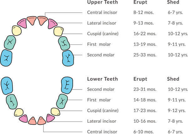 Baby Tooth Eruption Chart Nashua NH | Advanced Family Dentistry Nashua